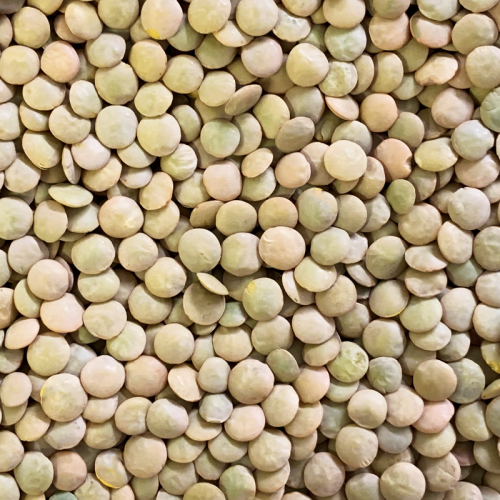 Green Lentils 500g