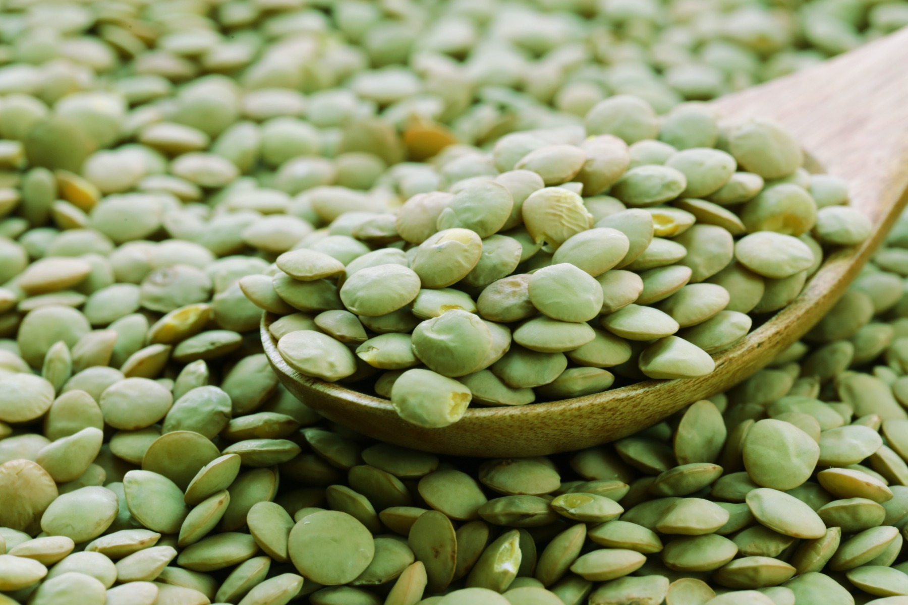 Organic green lentils