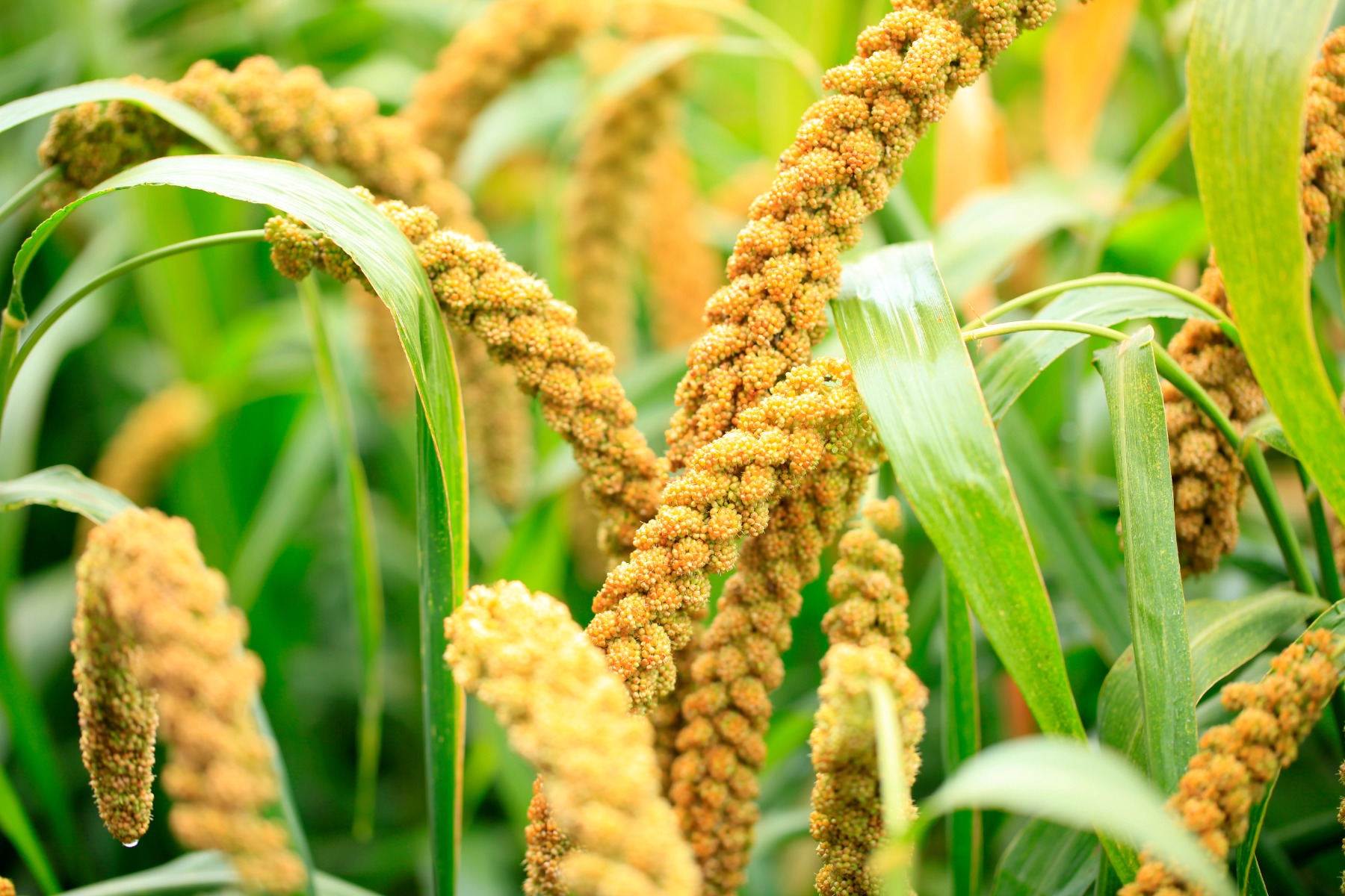 Organic Millet