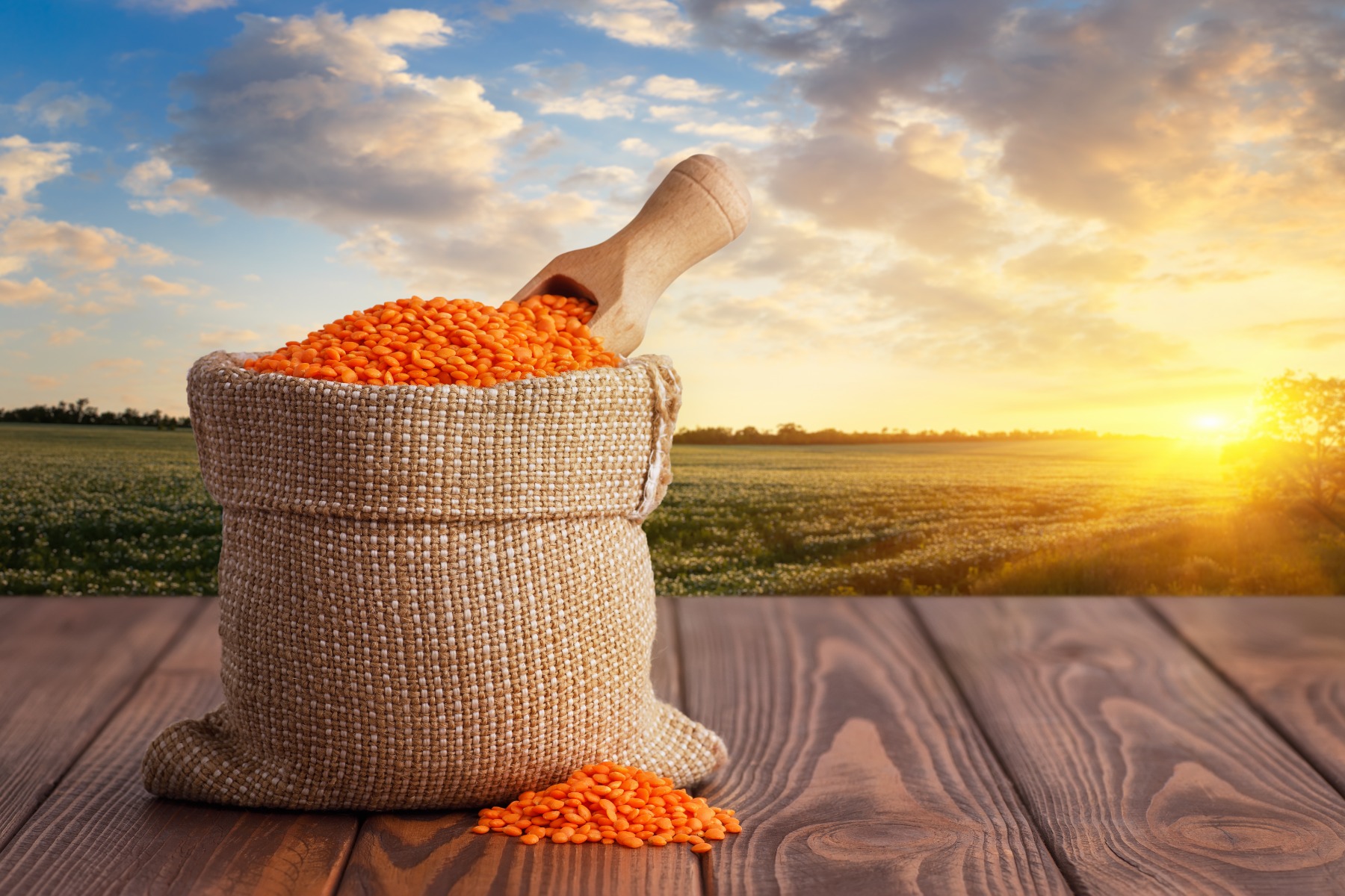 Organic Red Lentils