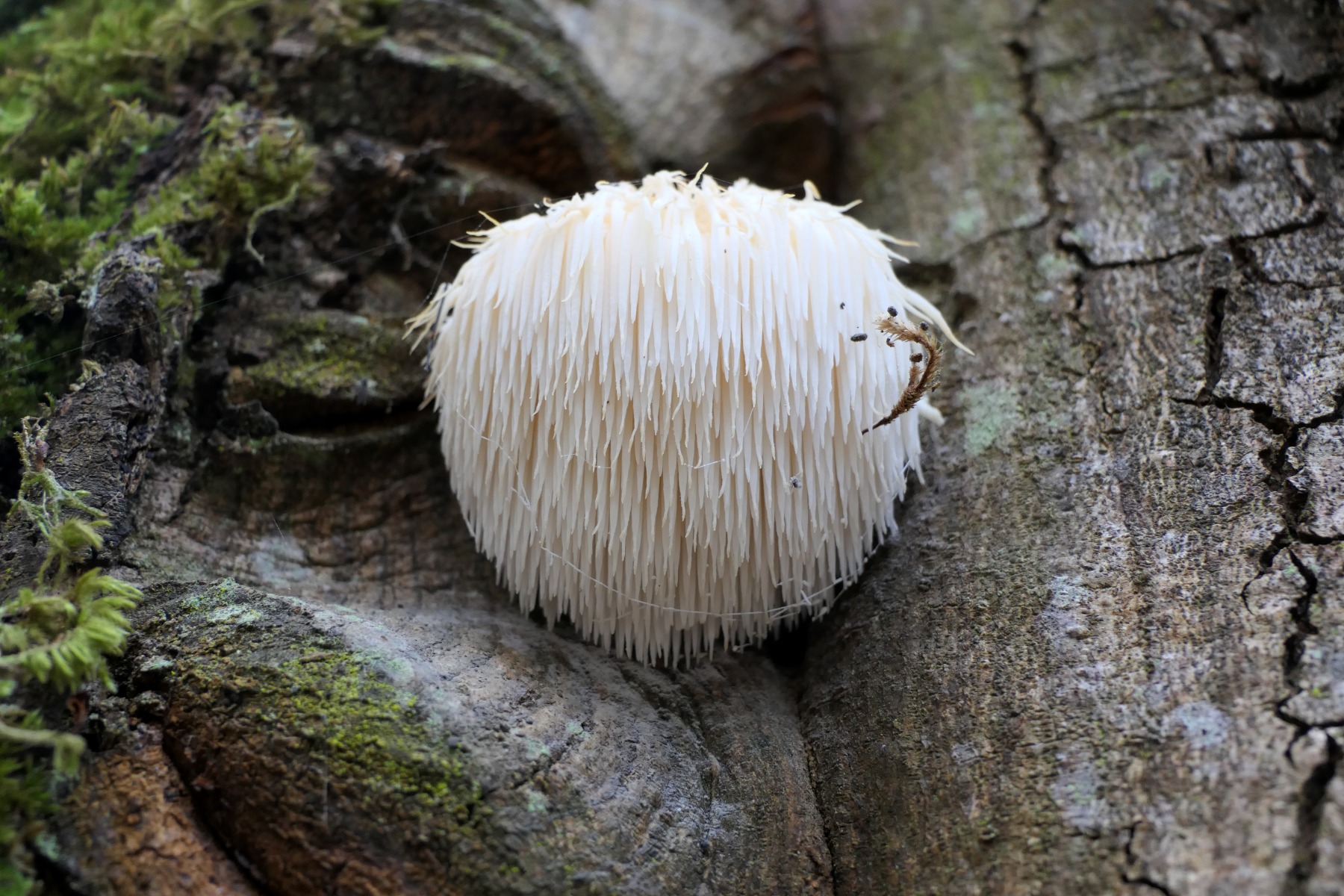 What is Lion's mane mushroom?