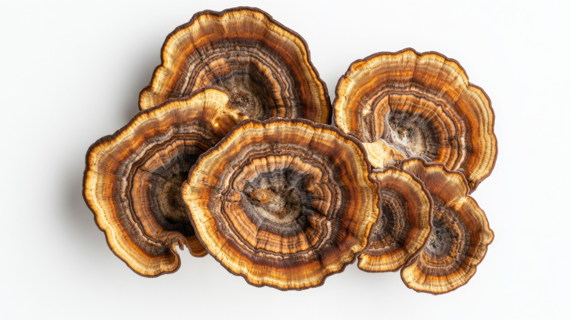 turkey tail mushroom