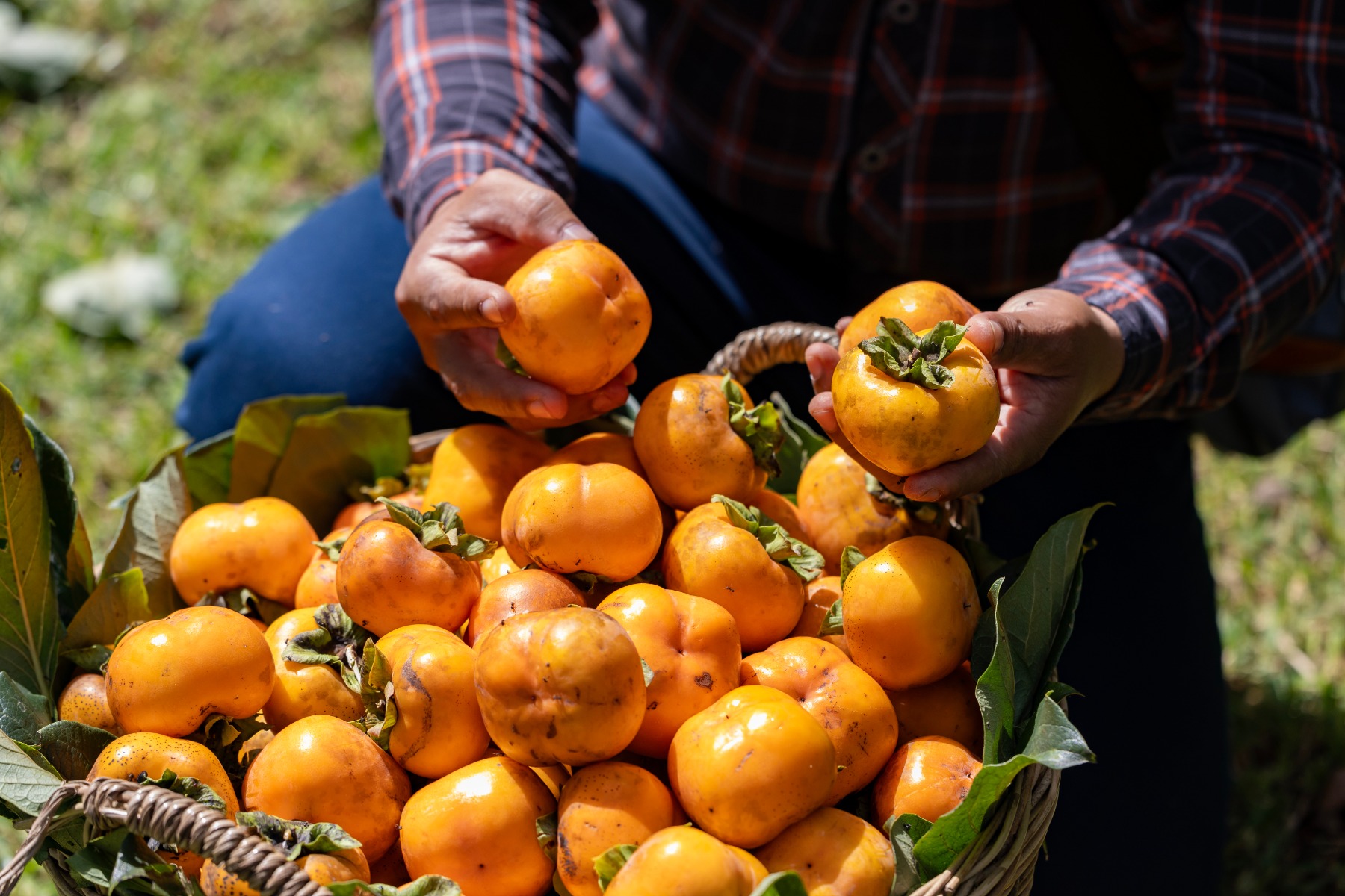 Farmer harvesting organic oranges from a farm 